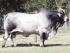 Semen brahman - dream boy 142